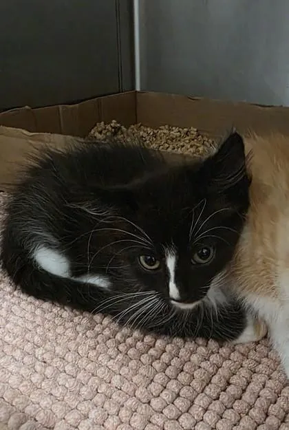 A baby small-sized female Domestic Medium Hair cat named Purrlock for adoption in Clinton, MO