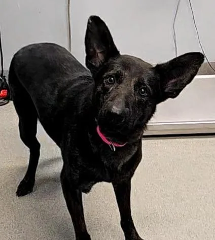 An adult large-sized female Dutch Shepherd dog named Barbie Q for adoption in Bloomington, IN