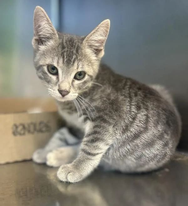 A baby small-sized female Domestic Short Hair cat named Meowgarita for adoption in Sioux City, IA