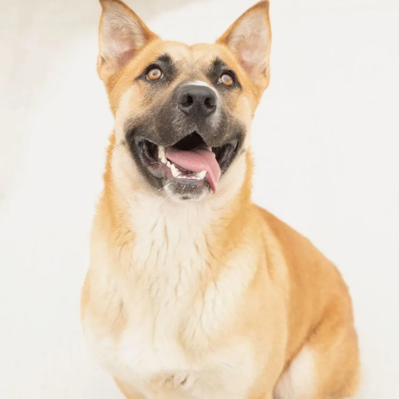 A young medium-sized male German Shepherd Dog dog named Argo  gorgeous shepherd for adoption in Charlottesville, VA