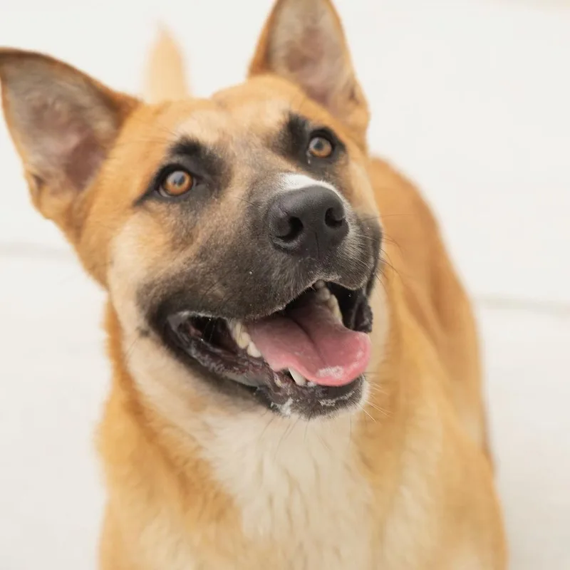 Argo  gorgeous shepherd thumbnail 2