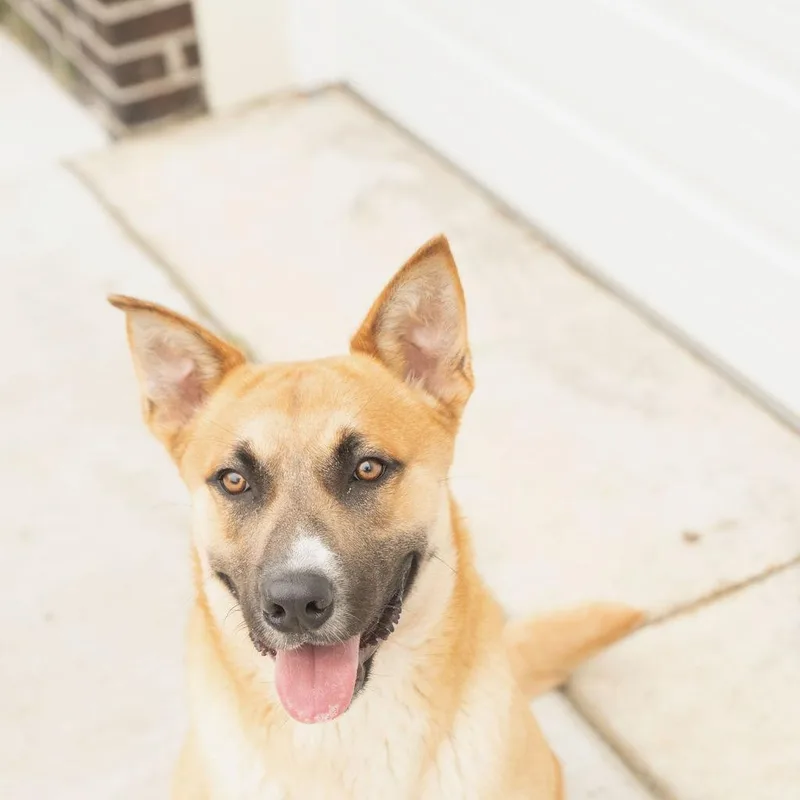 Argo  gorgeous shepherd thumbnail 3