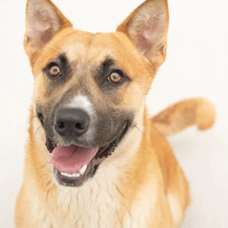 Argo  gorgeous shepherd thumbnail 4