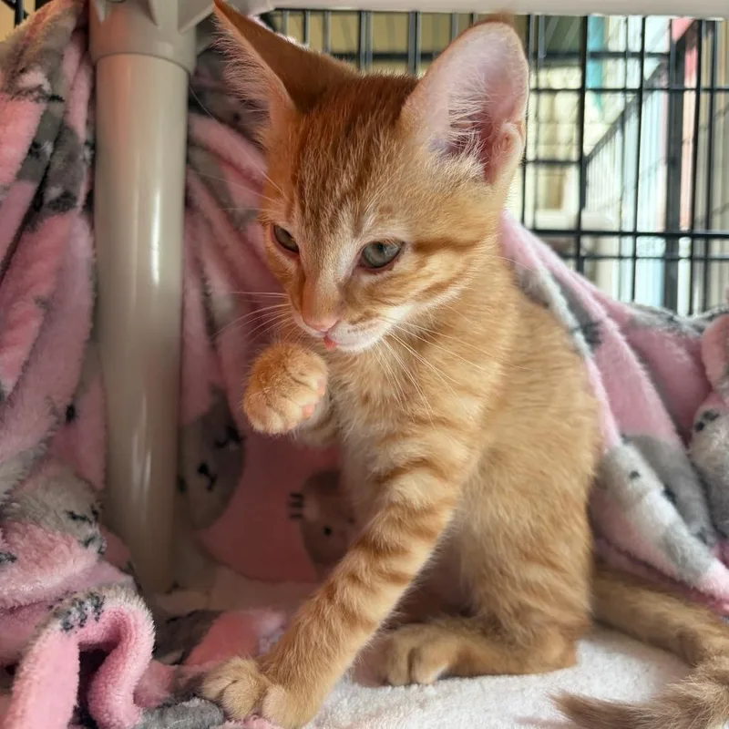 A baby small-sized male Domestic Short Hair cat named Arthur for adoption in Morrisville, VT