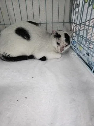 An adult small-sized male Domestic Short Hair cat named Orange for adoption in Gainesville, FL