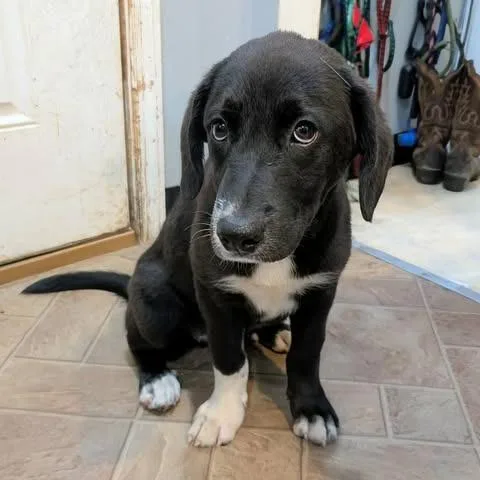 A baby medium-sized female Black Labrador Retriever dog named Jeanie for adoption in Boaz, AL