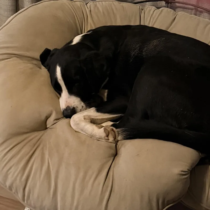 An adult extra large-sized male Black Saint Bernard dog named Bear for adoption in Austell, GA