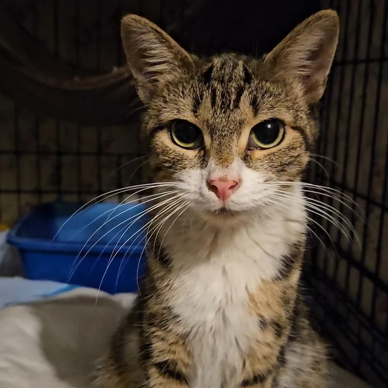 A young medium-sized female Tabby (Buff / Tan / Fawn) American Shorthair cat named Kira N. — A for adoption in New York, NY