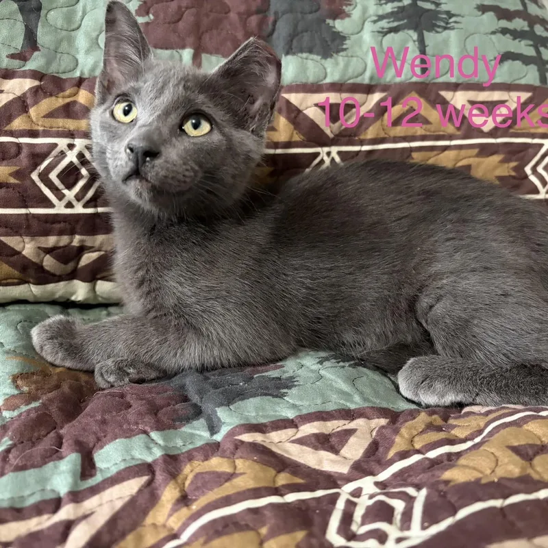 A baby small-sized female Gray / Blue / Silver Domestic Short Hair cat named Wendy for adoption in Davisburg, MI