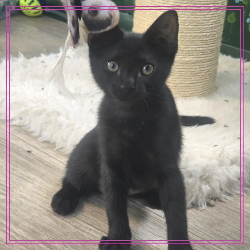 A baby medium-sized female Black Domestic Short Hair cat named Eerie for adoption in Ocala, FL