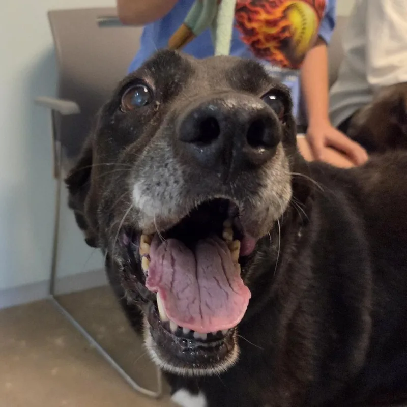 A senior medium-sized male Black Mixed Breed dog named Adam for adoption in Leander, TX