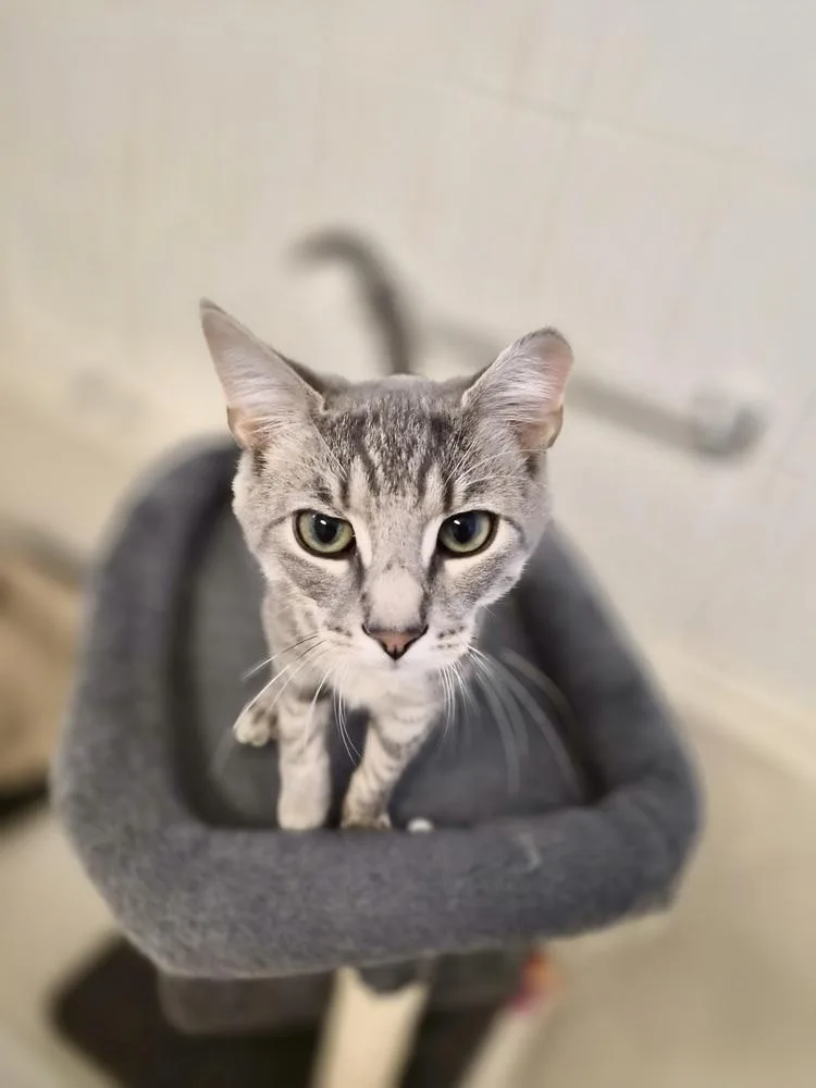 A baby small-sized male Domestic Short Hair cat named Ted for adoption in Patchogue, NY