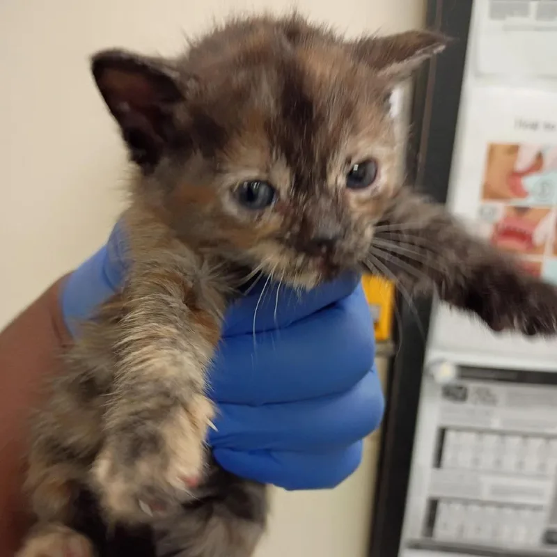 A baby small-sized female Tortoiseshell Domestic Short Hair cat named Moth for adoption in Lynchburg, VA