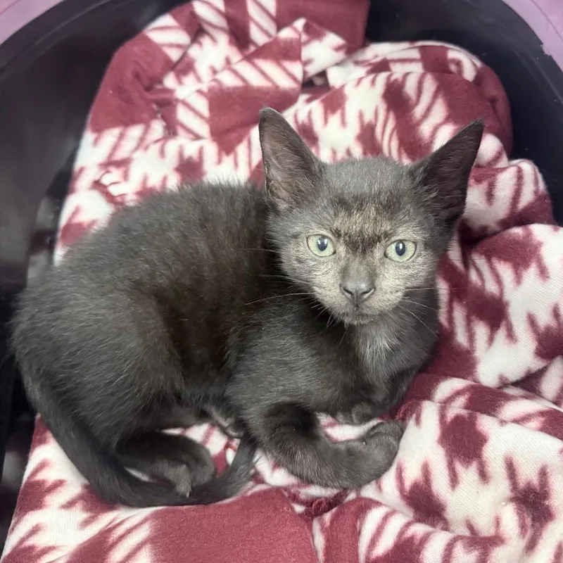 A baby small-sized female Black Domestic Short Hair cat named Carter for adoption in Jupiter, FL