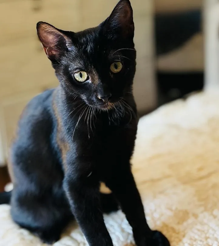 A baby medium-sized female Black Domestic Short Hair cat named Dottie for adoption in Emeryville, CA