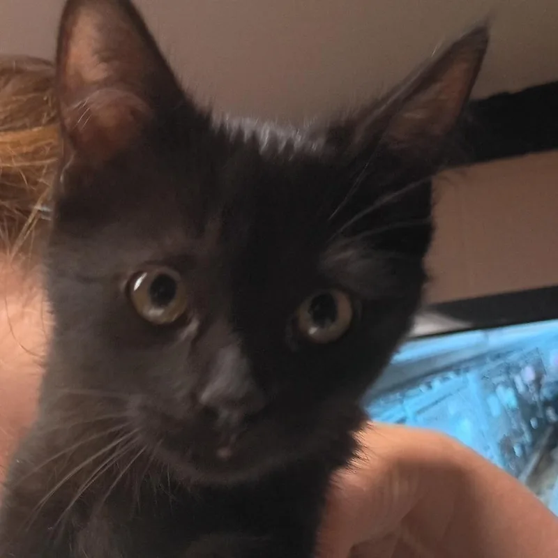 A baby small-sized male Black Domestic Short Hair cat named Binx for adoption in Newport, NC