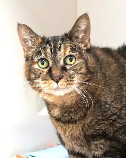 A senior large-sized female Domestic Short Hair cat named Gambit for adoption in Fishers, IN