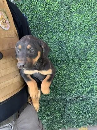 A baby small-sized female Black German Shepherd Dog dog named 60814696 for adoption in El Paso, TX