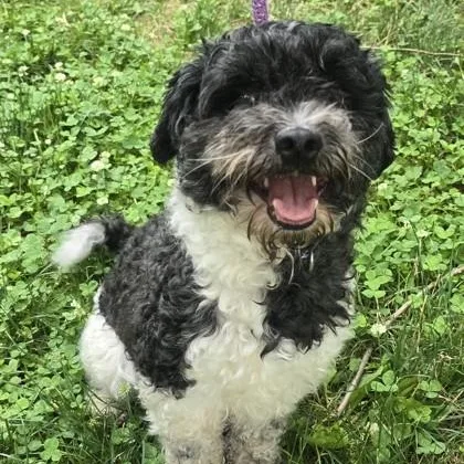 An adult small-sized male Miniature Poodle dog named Boba for adoption in Philadelphia, PA