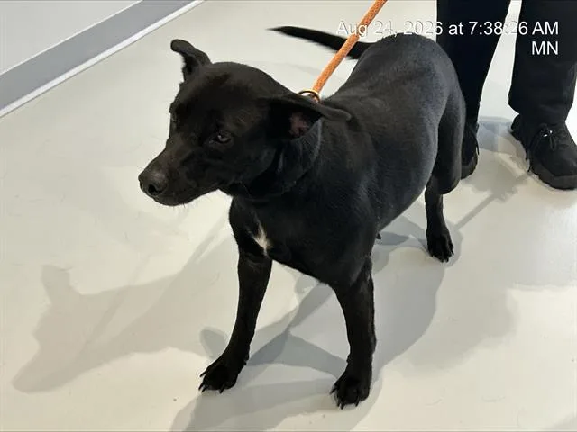 An adult medium-sized female Labrador Retriever dog named A for adoption in Ocala, FL