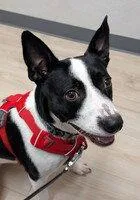 An adult medium-sized female Terrier dog named Zoey for adoption in Fremont, CA