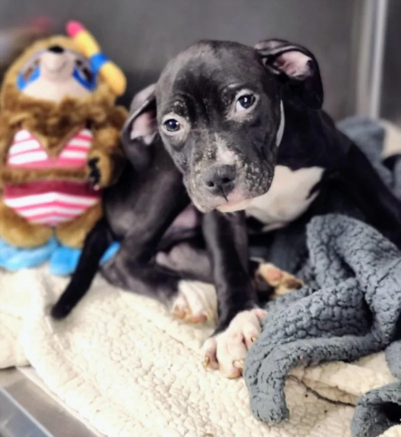A baby small-sized male Staffordshire Bull Terrier dog named Tater for adoption in Houston, TX