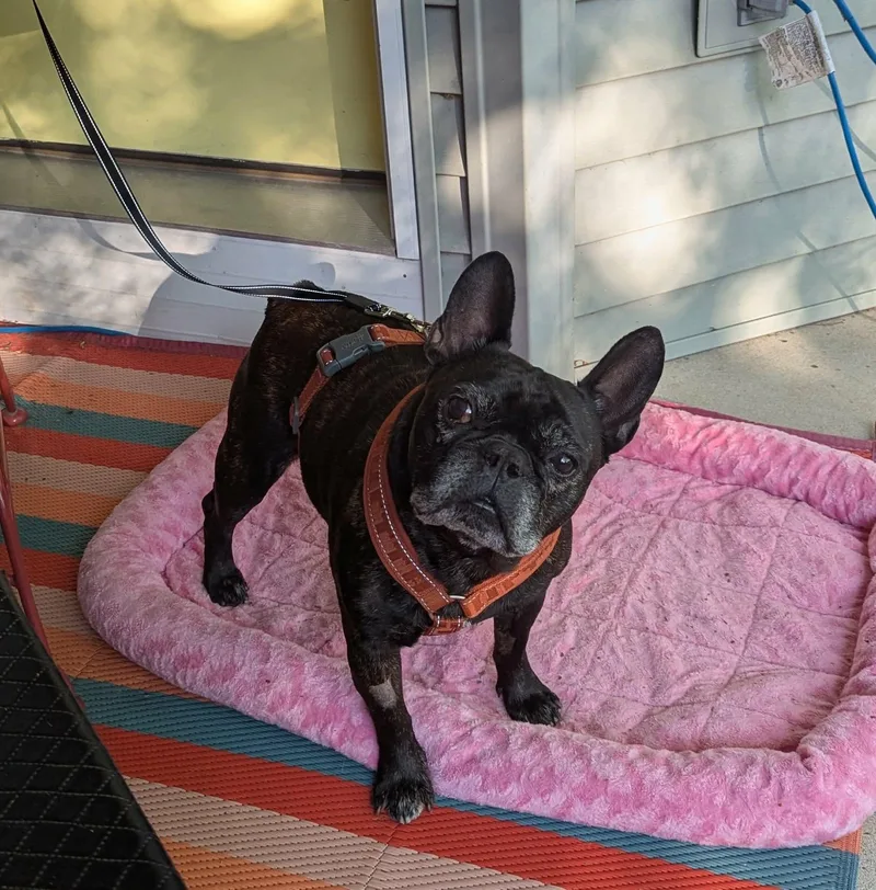 An adult small-sized male Brindle French Bulldog dog named Rocky for adoption in Green Bay, WI