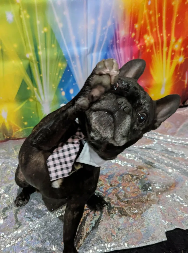 Rocky thumbnail 6