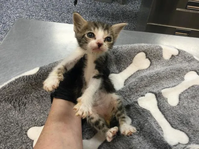 A baby small-sized male Domestic Short Hair cat named A for adoption in Thousand Palms, CA