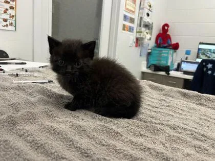 A baby small-sized male Black Domestic Short Hair cat named Flash for adoption in Kansas City, MO