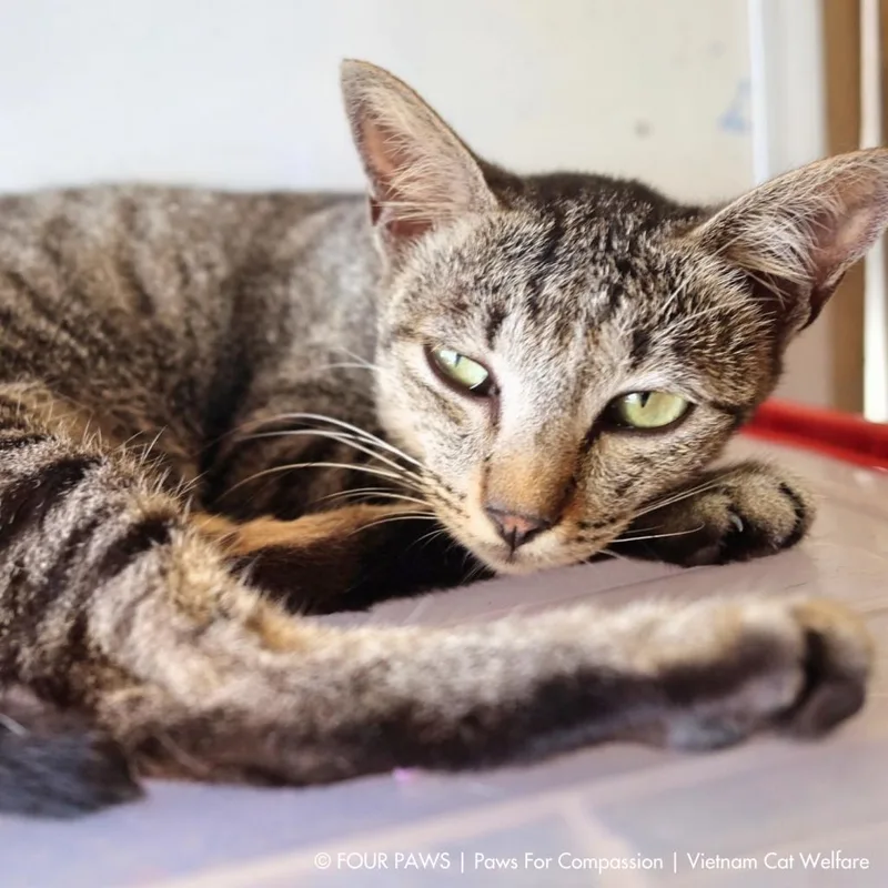 An adult medium-sized female Brown / Chocolate Exotic Shorthair cat named Lion for adoption in Los Angeles, CA