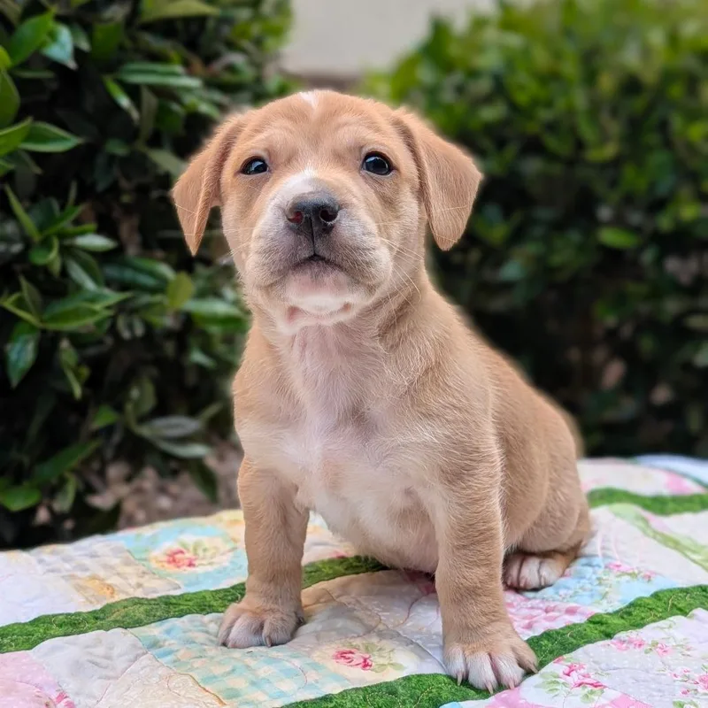A baby small-sized male Yellow / Tan / Blond / Fawn Plott Hound dog named Baron Von Beachbum for adoption in Tyrone, GA