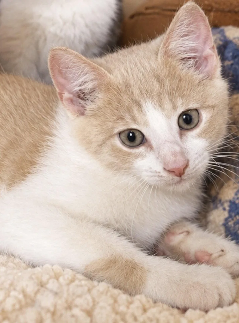 A baby small-sized male Orange & White Domestic Short Hair cat named Sunny for adoption in Sistersville, WV