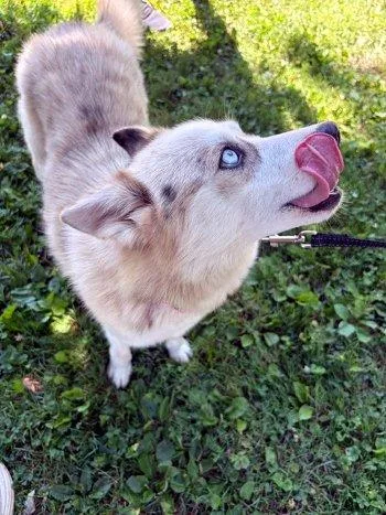 A young medium-sized female Yellow / Tan / Blond / Fawn Pomeranian dog named Tara for adoption in Bedford Hills, NY