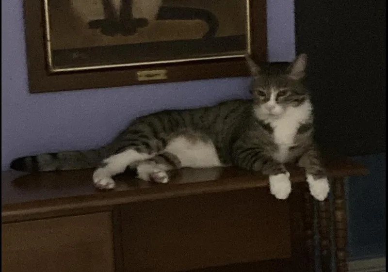 An adult large-sized male Tabby (Brown / Chocolate) Domestic Short Hair cat named Bruno for adoption in Fort Worth, TX