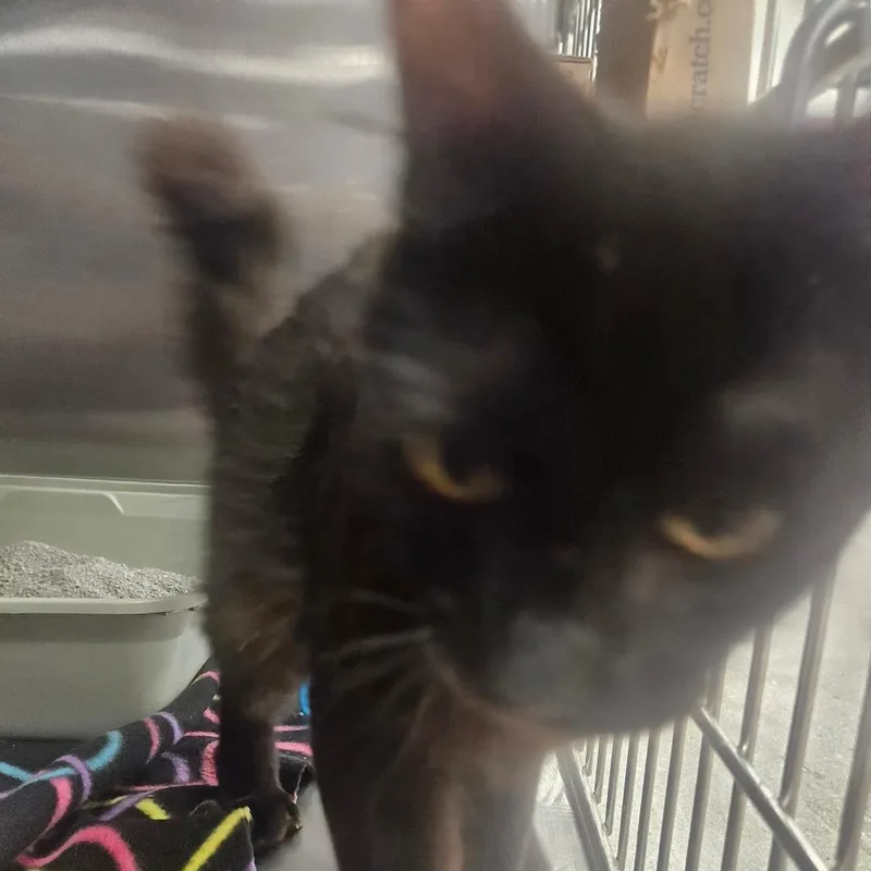 A baby small-sized male Black Domestic Short Hair cat named Yoson for adoption in Grantsville, UT
