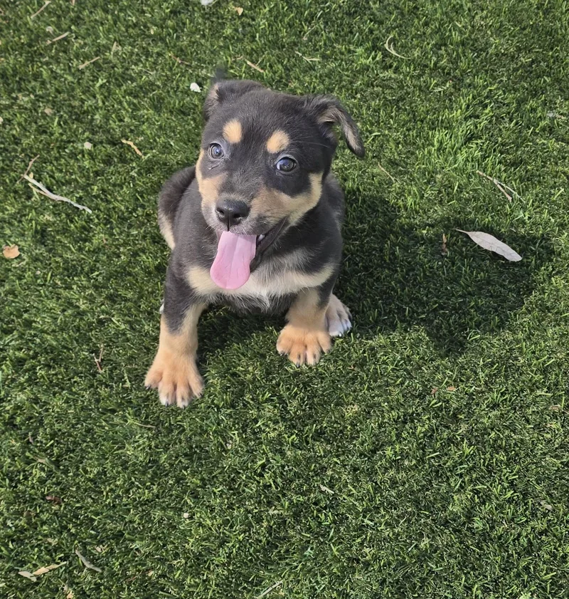 Mocha