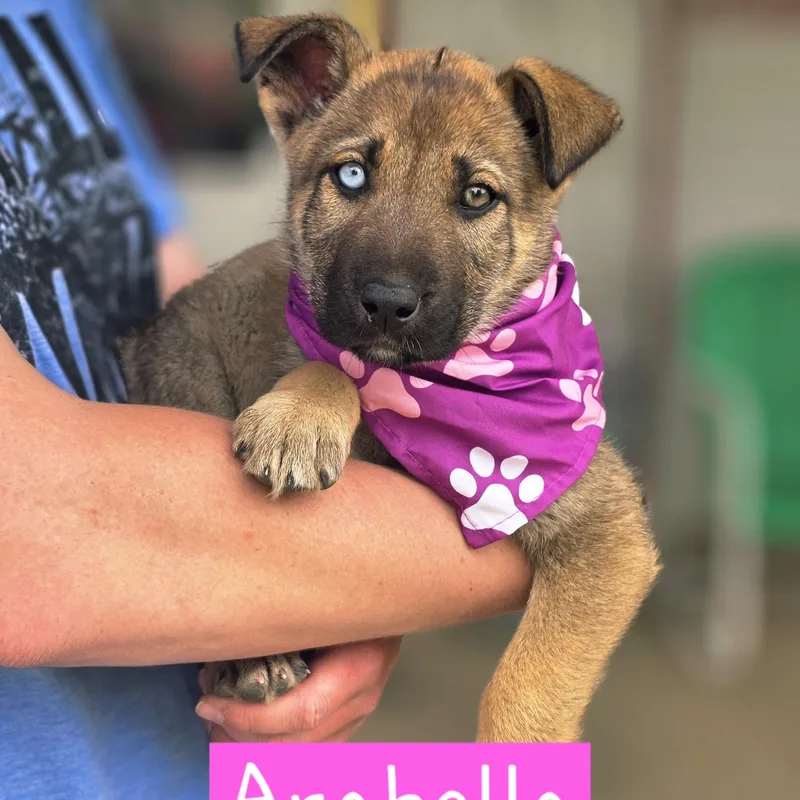 Arabella