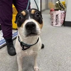 An adult medium-sized female Mixed Breed dog named Makayla for adoption in Durango, CO