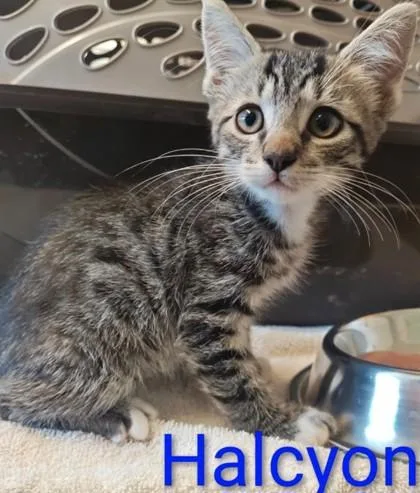 A young medium-sized male Domestic Short Hair cat named Halcyon for adoption in Kansas City, MO