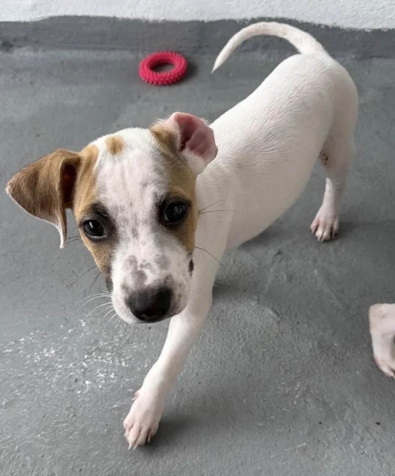 A baby medium-sized male Jack Russell Terrier dog named Marlin for adoption in Carmel, NY