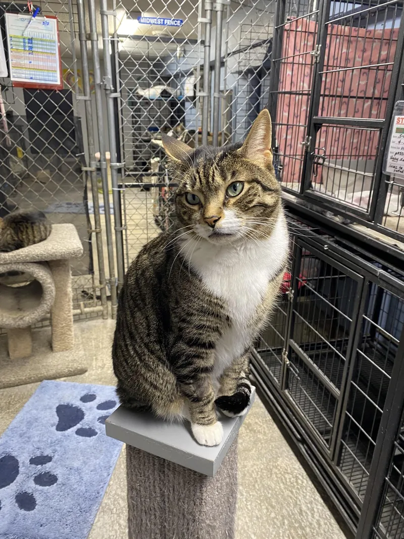An adult large-sized male Tabby (Tiger Striped) Tabby cat named Maui for adoption in New Richmond, WI