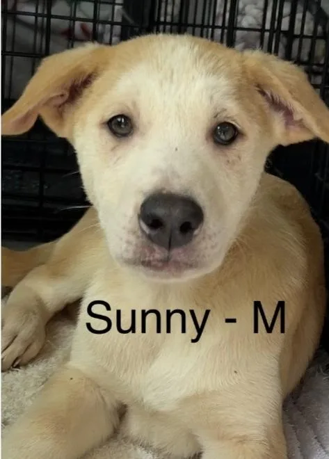 Sunny