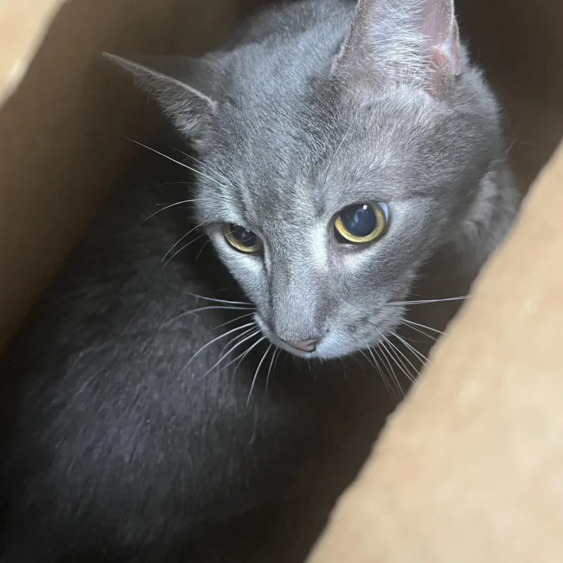 A senior extra large-sized male Gray / Blue / Silver Domestic Short Hair cat named Max for adoption in Philadelphia, PA