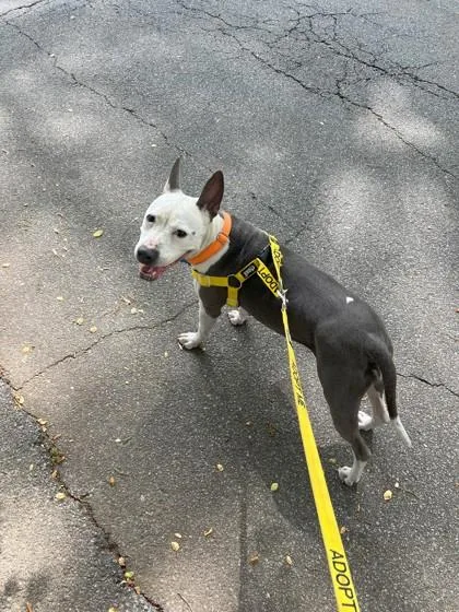 An adult medium-sized female Mixed Breed dog named Queen Dahlia for adoption in Chamblee, GA