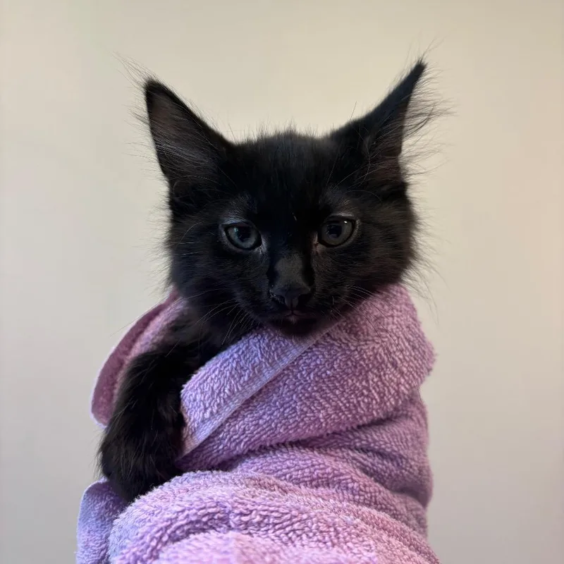 A baby small-sized male Black Domestic Long Hair cat named Dill for adoption in Washington Township, OH