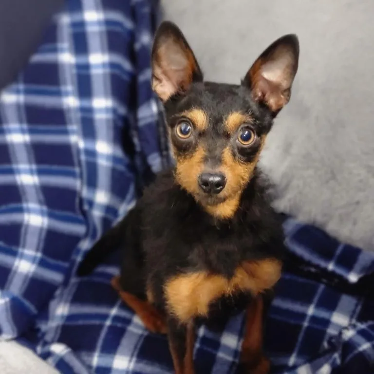 A young small-sized male Miniature Pinscher dog named Waylon for adoption in House Springs, MO