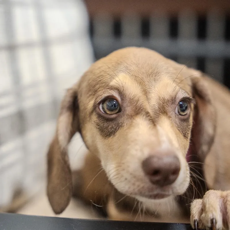 A baby small-sized female Yellow / Tan / Blond / Fawn Dachshund dog named Zoey for adoption in Pawling, NY