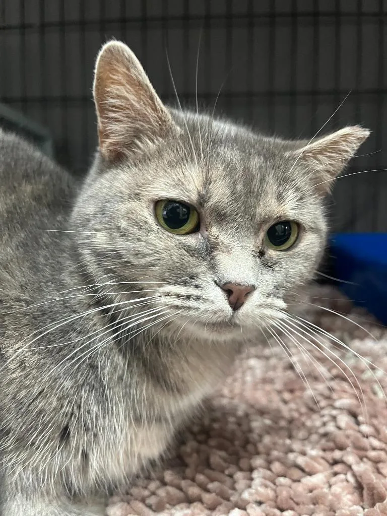 A young small-sized female Domestic Short Hair cat named Moon for adoption in Berlin, MD