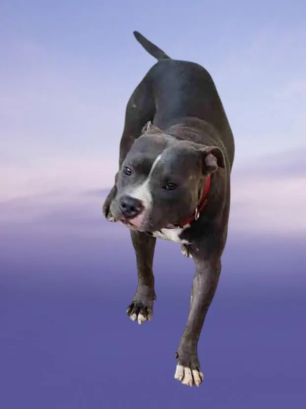 Boo thumbnail 2